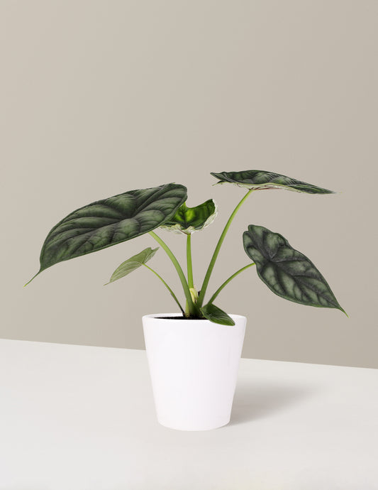 Alocasia 'Dragon Scale'