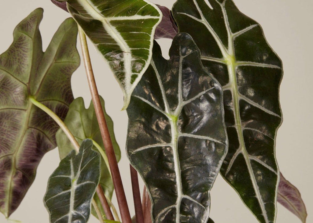 Alocasia