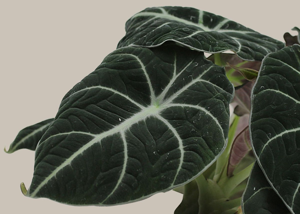 Alocasia Black Velvet