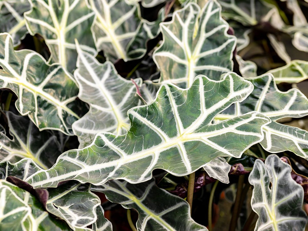 Alocasia Polly