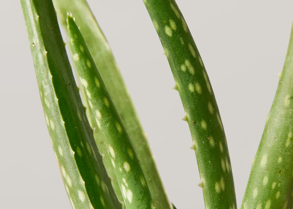 Aloe