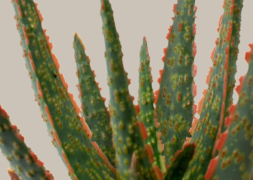 Aloe Christmas Carol