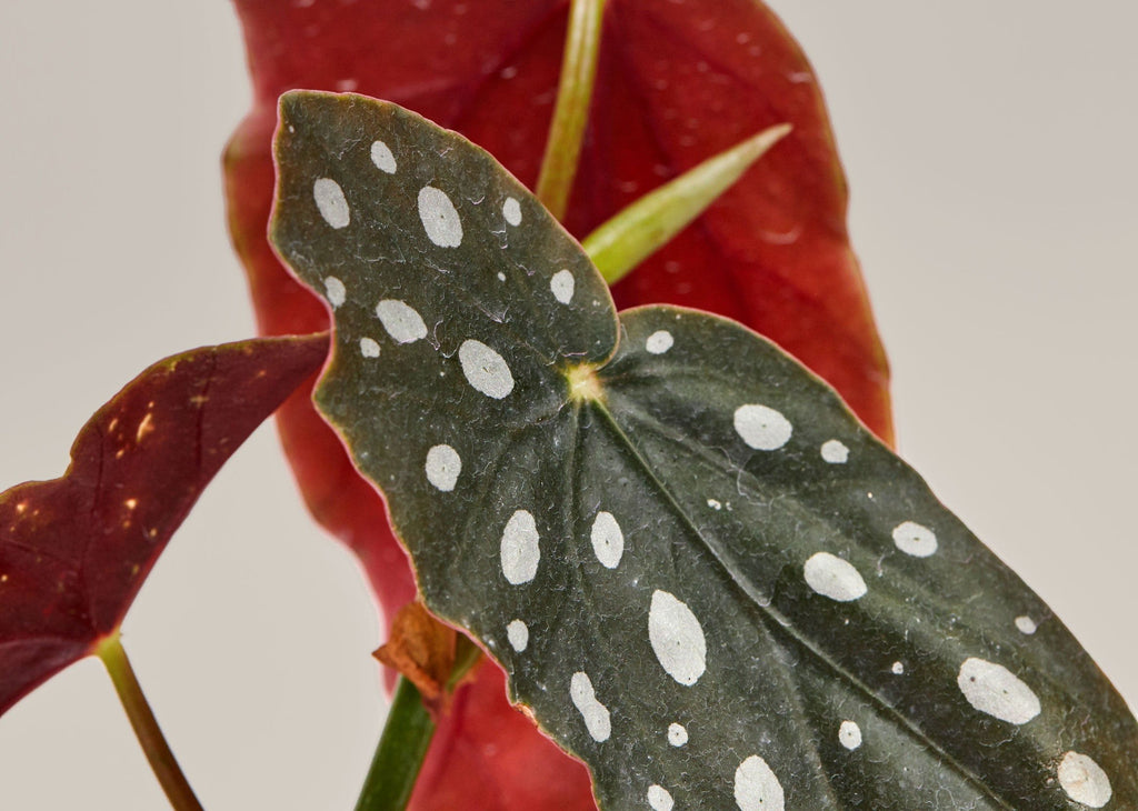 Angel Wings Begonia