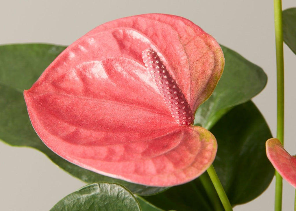Coral Anthurium