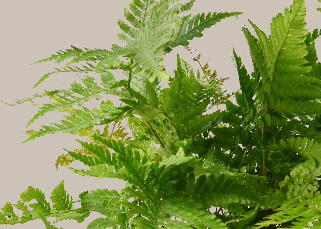 Autumn Fern
