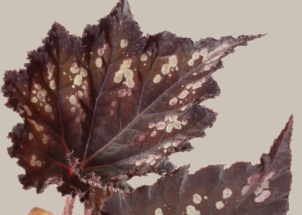 Begonia Jurassic Dino