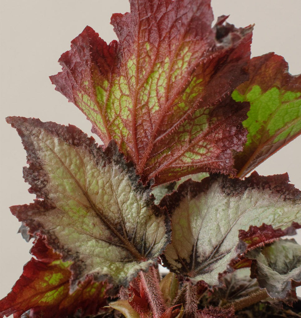 Begonia Jurassic™ Silver Point