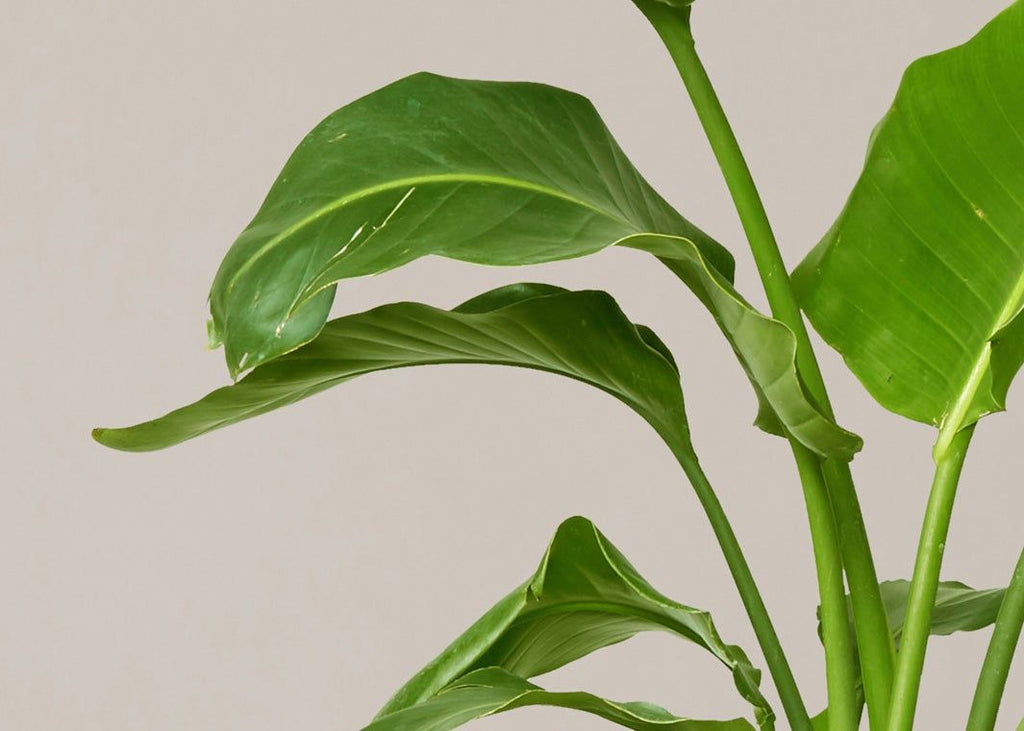 Large Bird of Paradise