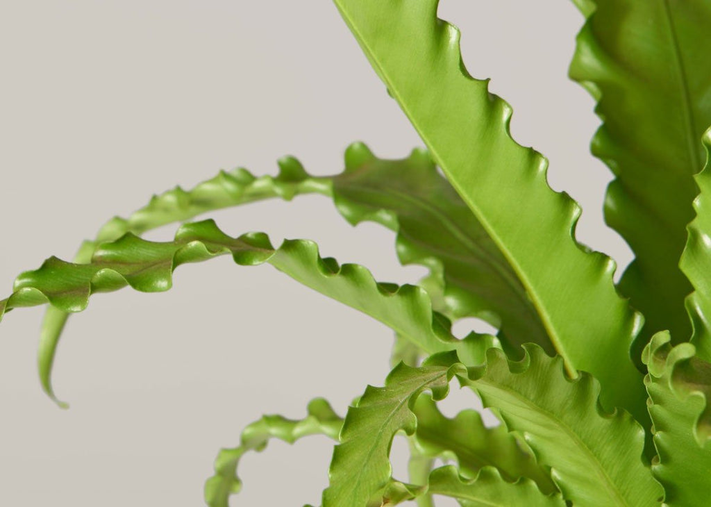 Bird’s Nest Fern