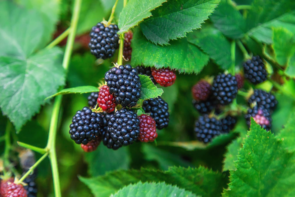 Blackberry