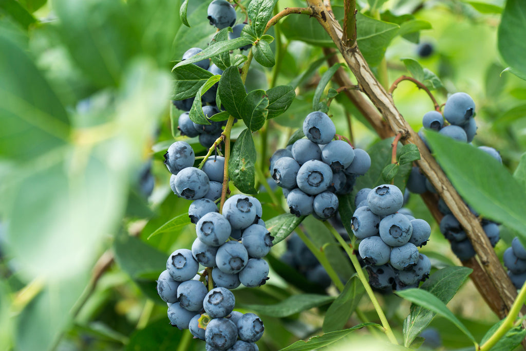 Blueberry
