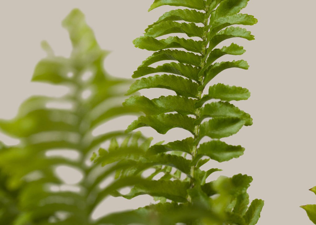 Boston Fern Fluffy Ruffles