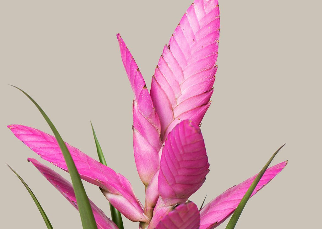 Bromeliad Antonio Pink