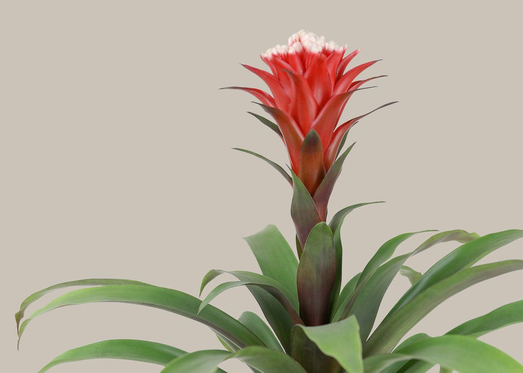 Bromeliad Guzmania Hope