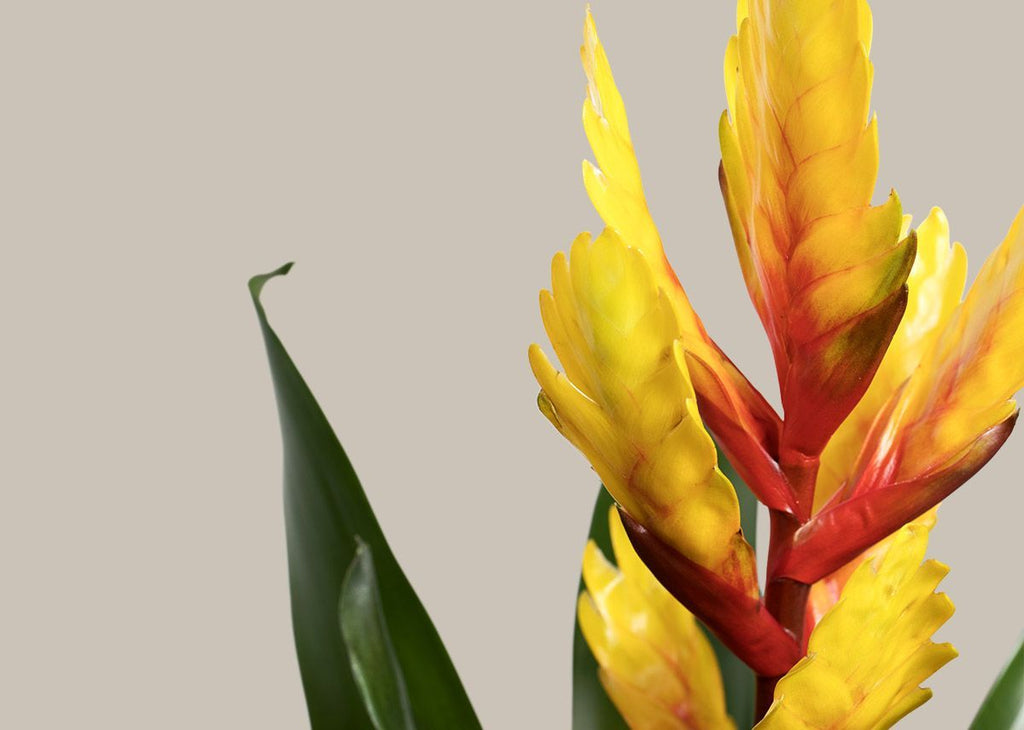 Bromeliad Vriesea Vogue