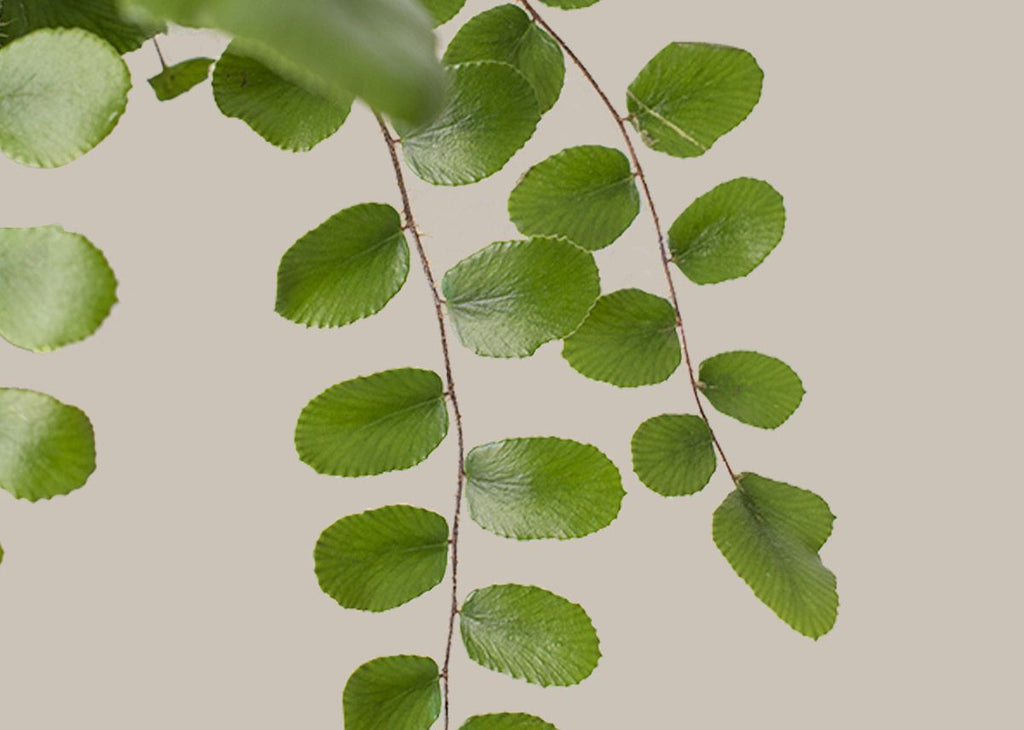 Button Fern