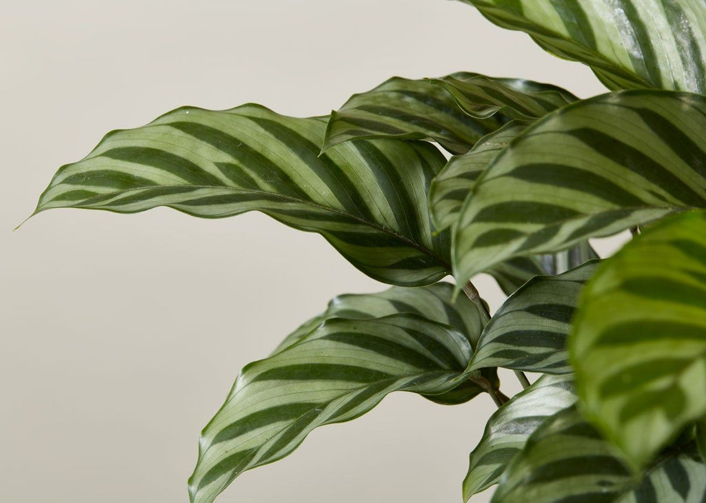 Calathea Freddie