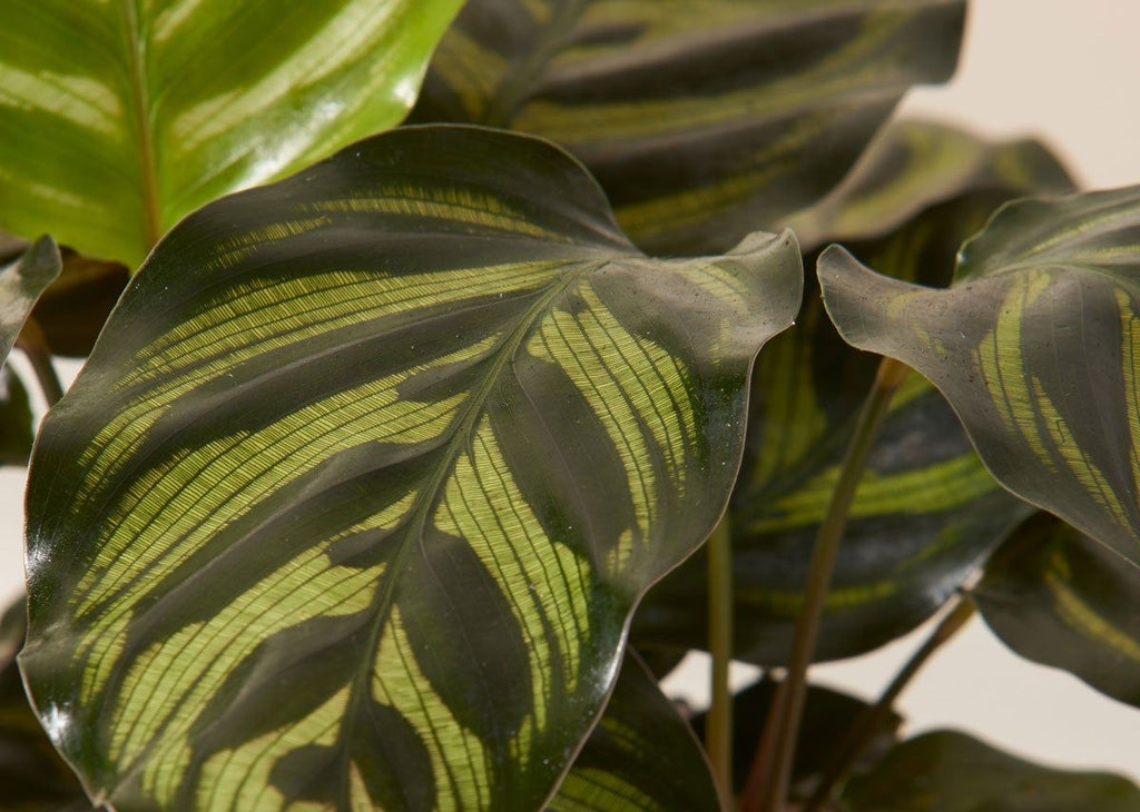 Calathea Makoyana
