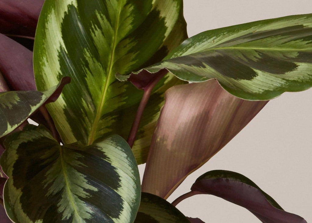 Calathea Medallion