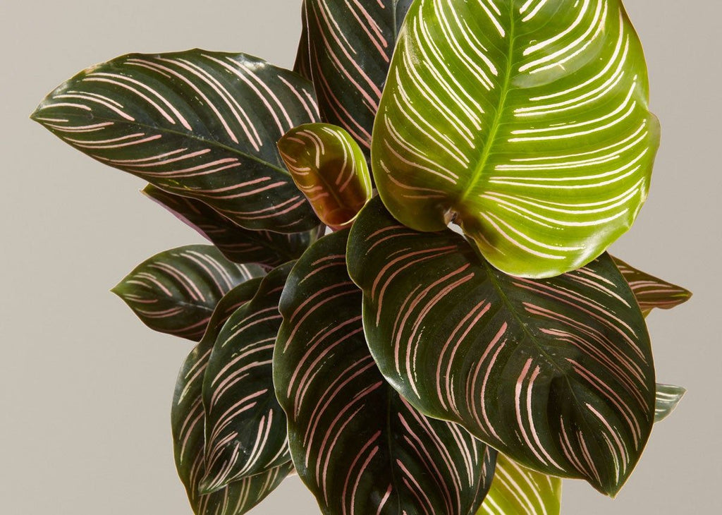 Calathea Pinstripe
