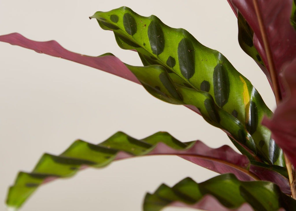 Calathea Rattlesnake