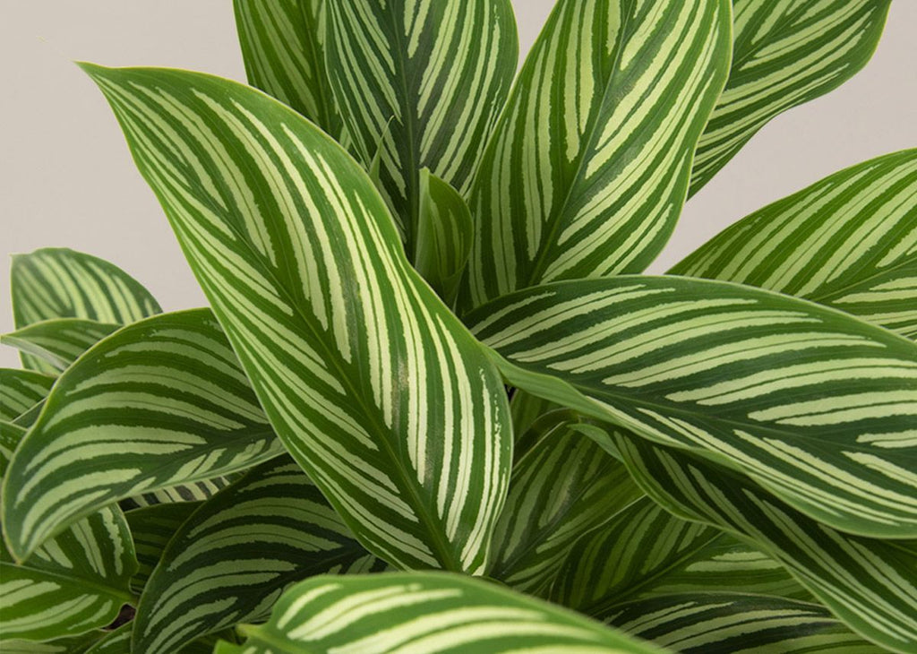 Calathea Vittata