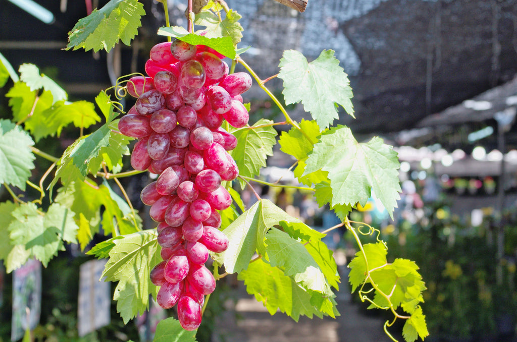 Grape