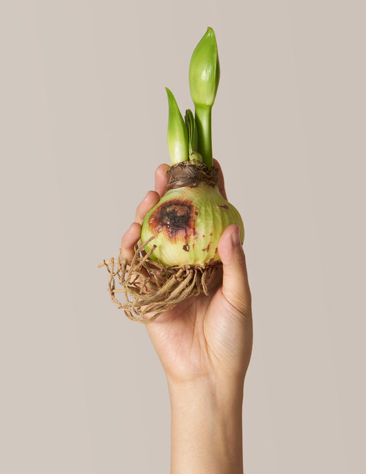 'Charming' Amaryllis Kit