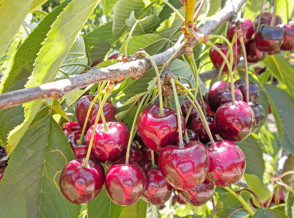 Cherry