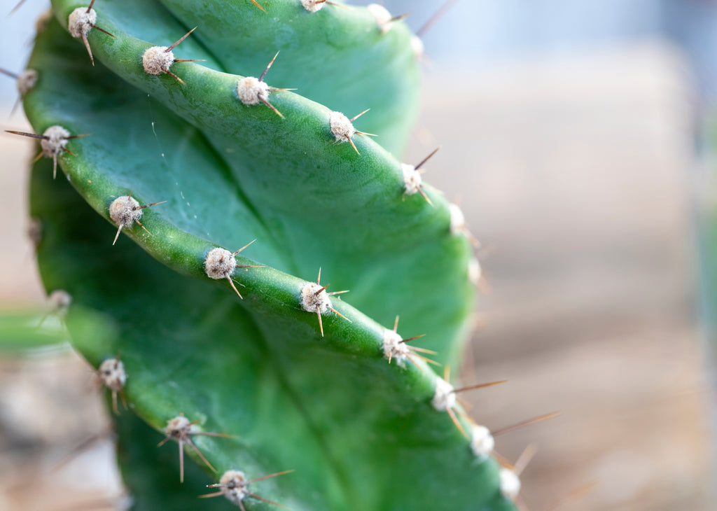 Cereus forbesii 'Spiral Cactus'