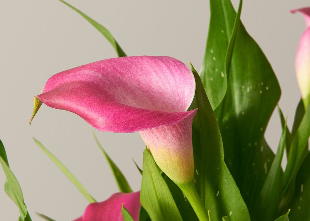 Calla Lily