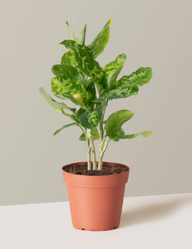 Aglaonema Pictum Tricolor
