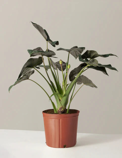 Large Alocasia Regal Shield