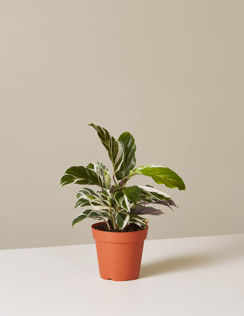 Calathea White Fusion