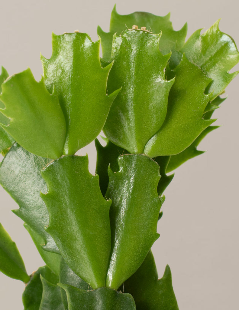 Christmas Cactus Hanging Basket