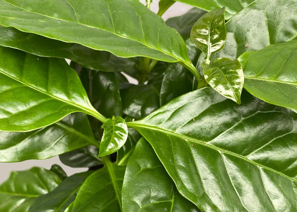 Arabica Coffee Plant