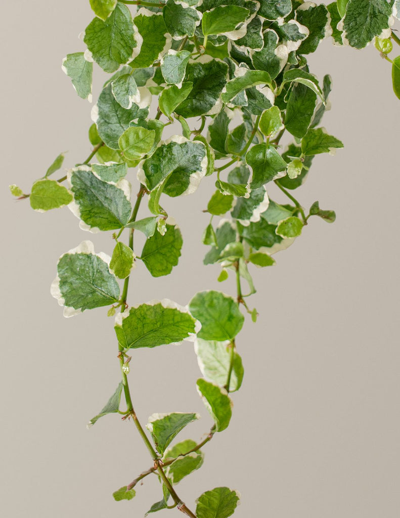 Creeping Fig