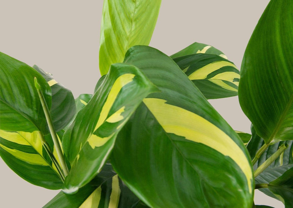 Ctenanthe Lubbersiana