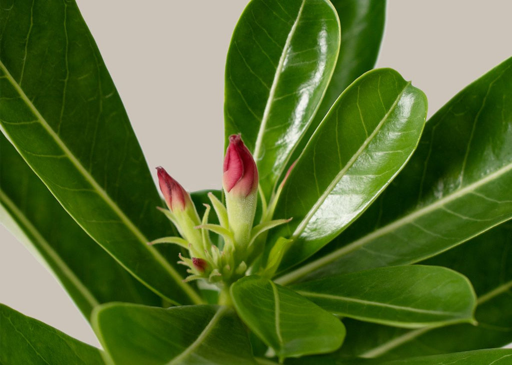 Desert Rose
