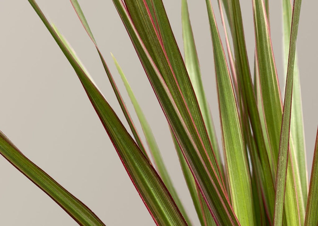 Dracaena