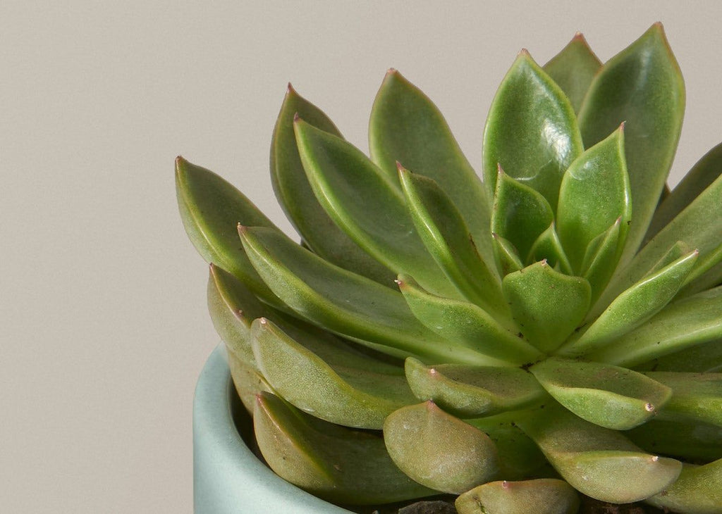 Echeveria
