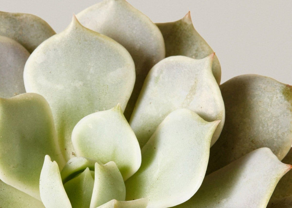 Echeveria Lola