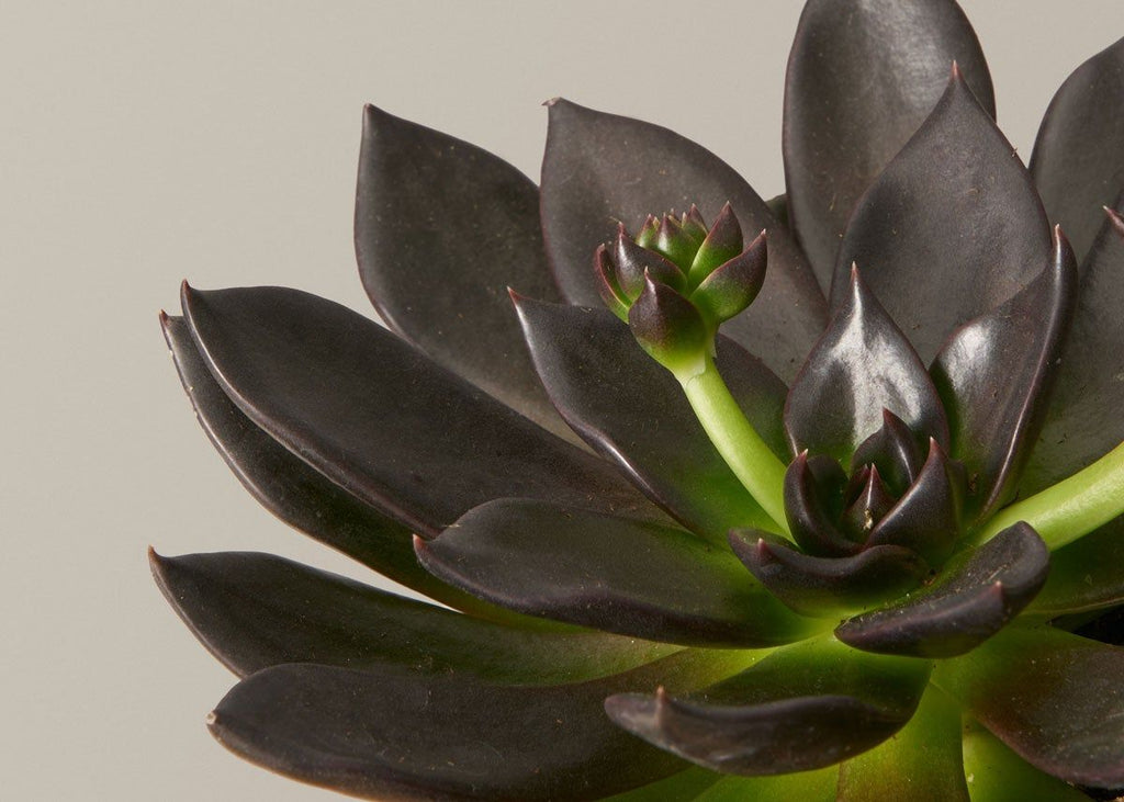 Echeveria Preta