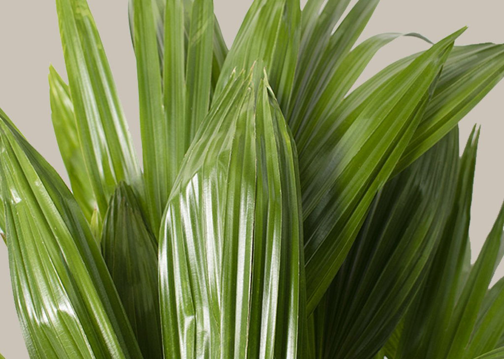 Fan Palm