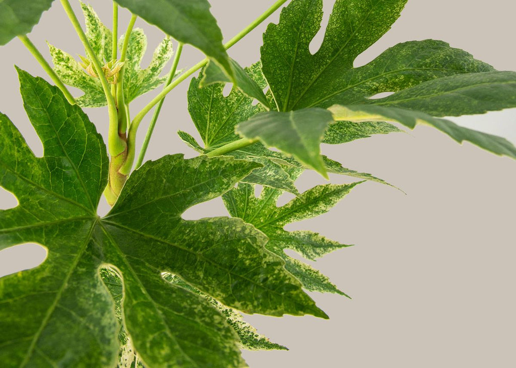 Fatsia Spiders Web