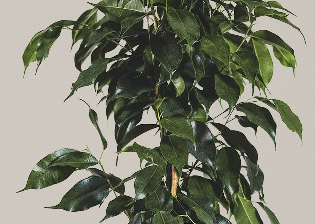 Ficus