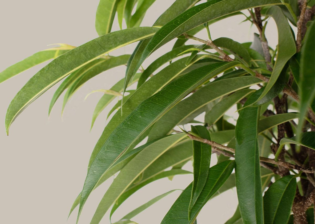 Large Ficus Alii