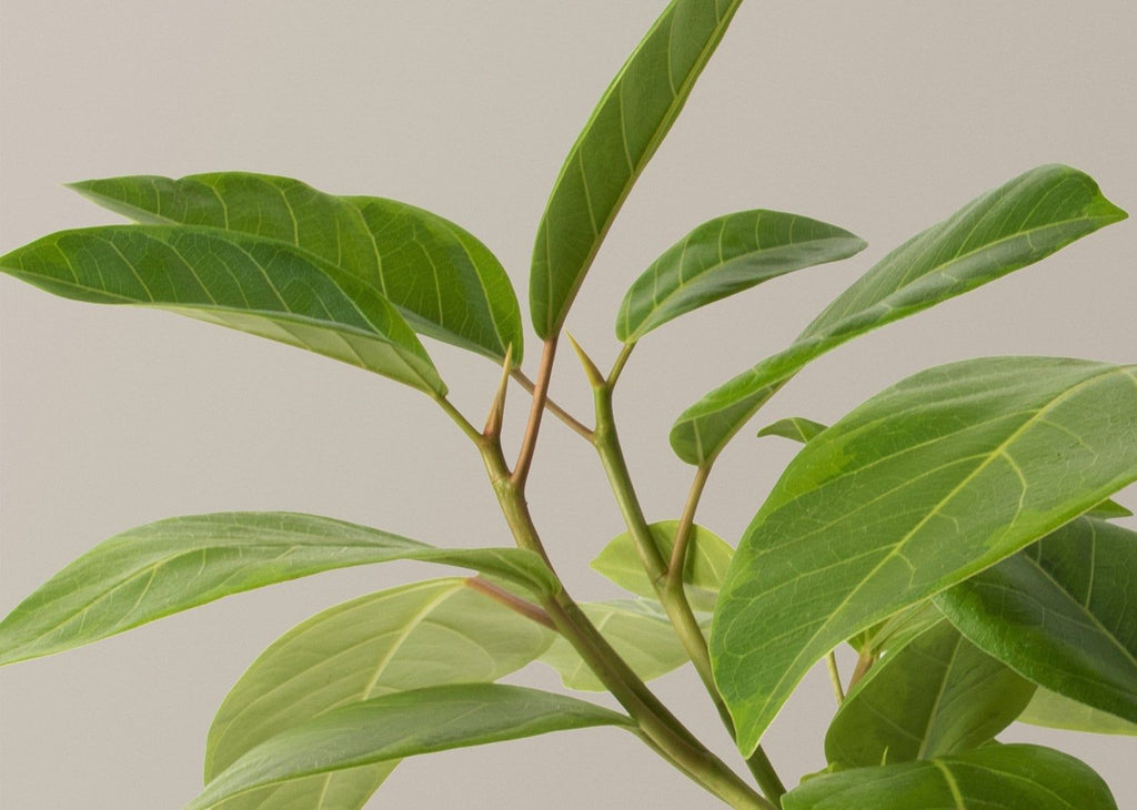 Ficus Altissima