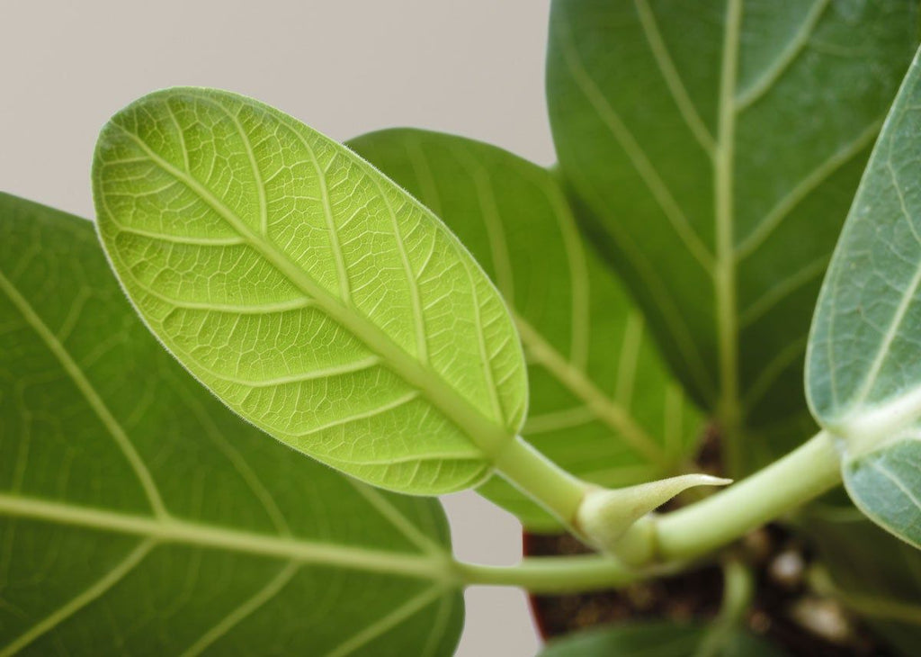 Ficus Audrey