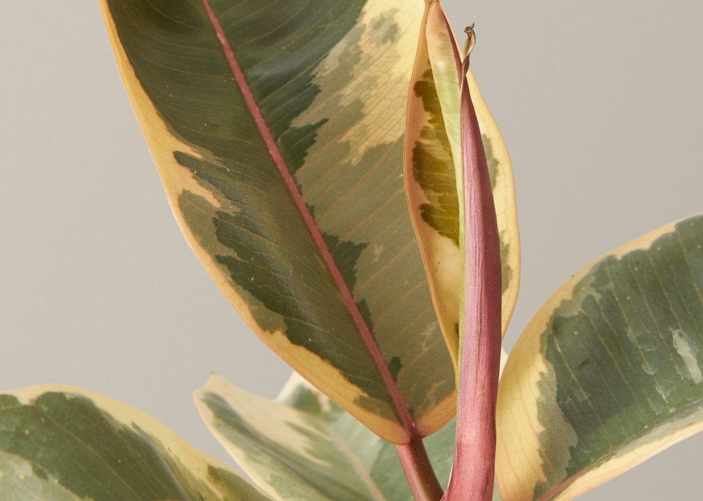Ficus Tineke